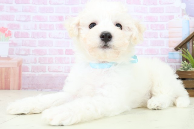 山口県のビションフリーゼ (Coo&RIKUサンパークあじす店/2025年11月9日生まれ/男の子/ホワイト)の子犬の3枚目の画像