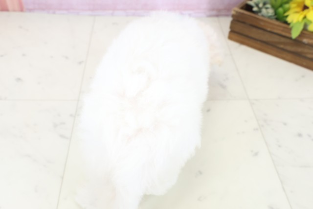 山口県のビションフリーゼ (Coo&RIKUサンパークあじす店/2025年11月9日生まれ/男の子/ホワイト)の子犬の4枚目の画像