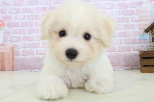 福岡県のビションフリーゼ (Coo&RIKU黒崎店/2025年11月9日生まれ/男の子/ホワイト)の子犬の1枚目の画像