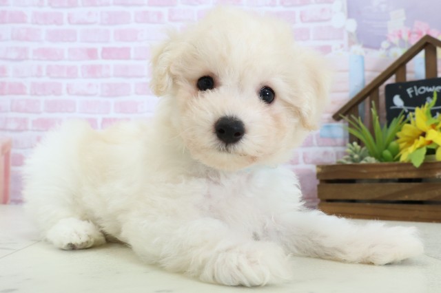 福岡県のビションフリーゼ (Coo&RIKU黒崎店/2025年11月9日生まれ/男の子/ホワイト)の子犬の2枚目の画像