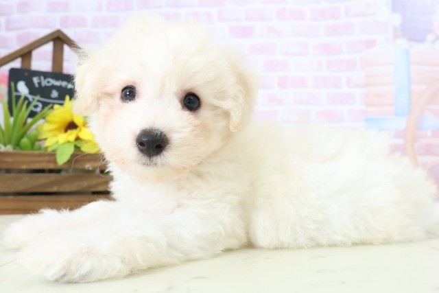 福岡県のビションフリーゼ (Coo&RIKU黒崎店/2025年11月9日生まれ/男の子/ホワイト)の子犬の3枚目の画像