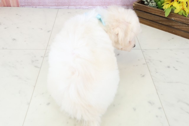 福岡県のビションフリーゼ (Coo&RIKU黒崎店/2025年11月9日生まれ/男の子/ホワイト)の子犬の4枚目の画像