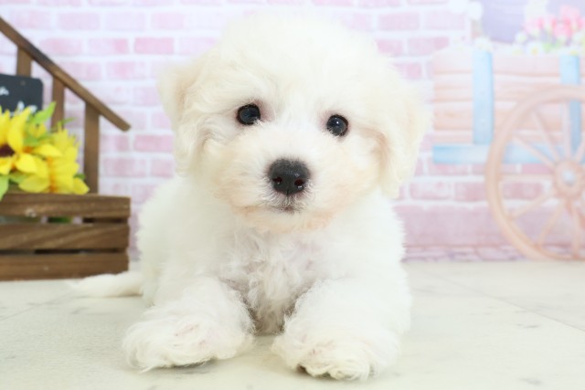 沖縄県のビションフリーゼ (Coo&RIKUイーアス沖縄豊崎店/2025年11月9日生まれ/女の子/ホワイト)の子犬の1枚目の画像