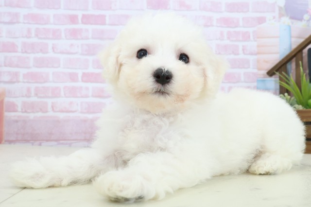 沖縄県のビションフリーゼ (Coo&RIKUイーアス沖縄豊崎店/2025年11月9日生まれ/女の子/ホワイト)の子犬の3枚目の画像