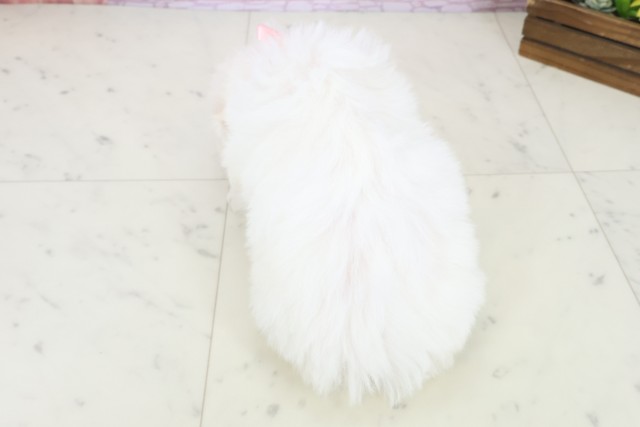 沖縄県のビションフリーゼ (Coo&RIKUイーアス沖縄豊崎店/2025年11月9日生まれ/女の子/ホワイト)の子犬の4枚目の画像