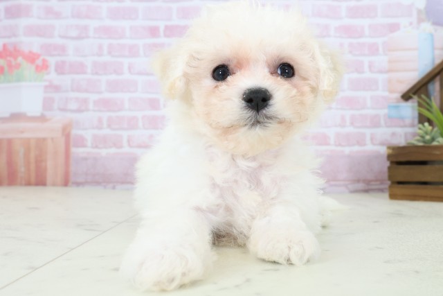 高知県のビションフリーゼ (Coo&RIKU高知御座店/2025年11月9日生まれ/女の子/ホワイト)の子犬の1枚目の画像