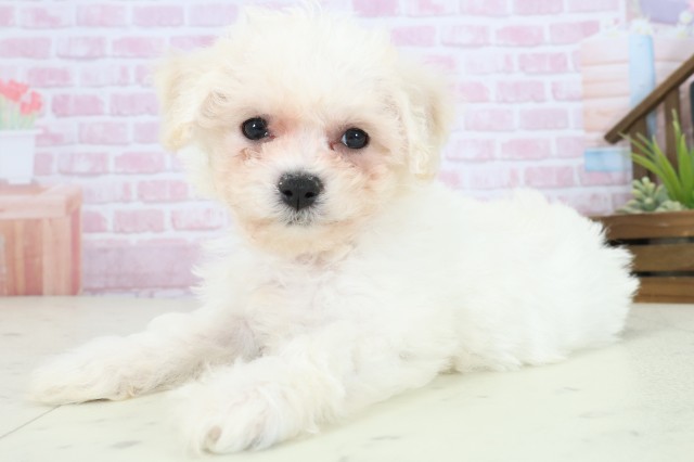 高知県のビションフリーゼ (Coo&RIKU高知御座店/2025年11月9日生まれ/女の子/ホワイト)の子犬の3枚目の画像