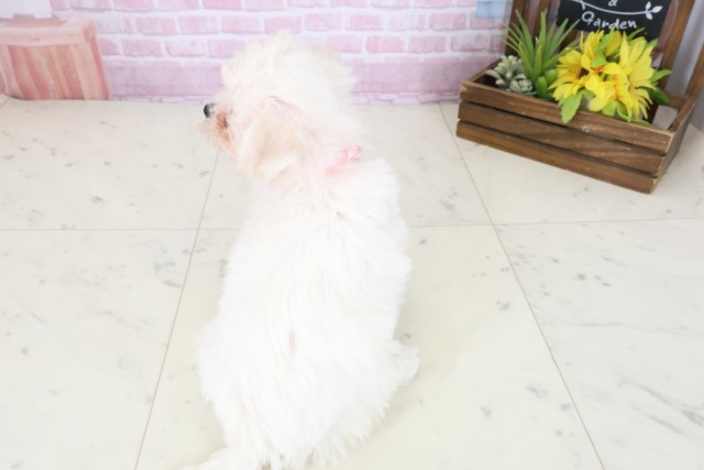 高知県のビションフリーゼ (Coo&RIKU高知御座店/2025年11月9日生まれ/女の子/ホワイト)の子犬の4枚目の画像