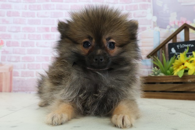 熊本県のポメラニアン (Coo&RIKUカリーノ菊陽店/2025年10月18日生まれ/女の子/オレンジセーブル)の子犬の1枚目の画像