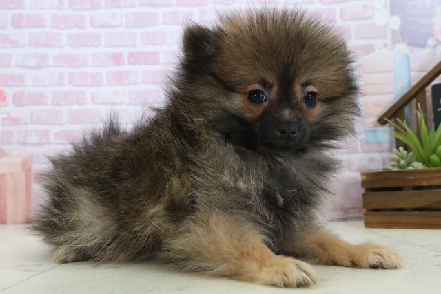 熊本県のポメラニアン (Coo&RIKUカリーノ菊陽店/2025年10月18日生まれ/女の子/オレンジセーブル)の子犬の2枚目の画像