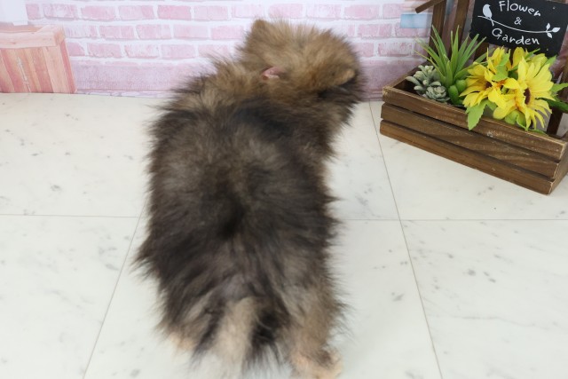 熊本県のポメラニアン (Coo&RIKUカリーノ菊陽店/2025年10月18日生まれ/女の子/オレンジセーブル)の子犬の4枚目の画像