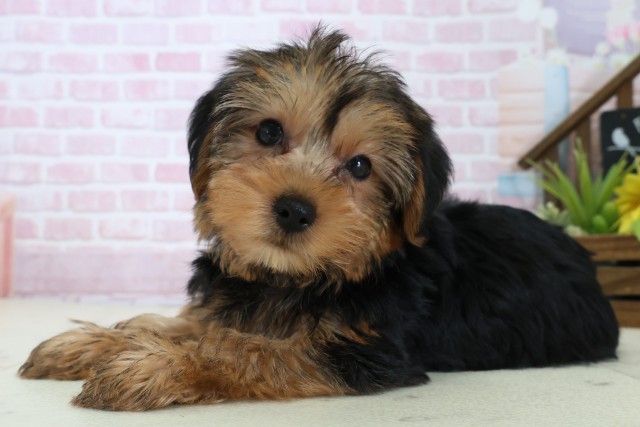 愛媛県のヨークシャーテリア (Coo&RIKU愛媛松山店/2025年10月26日生まれ/女の子/スチールブルータン)の子犬の3枚目の画像