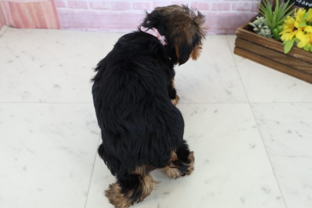 愛媛県のヨークシャーテリア (Coo&RIKU愛媛松山店/2025年10月26日生まれ/女の子/スチールブルータン)の子犬の4枚目の画像
