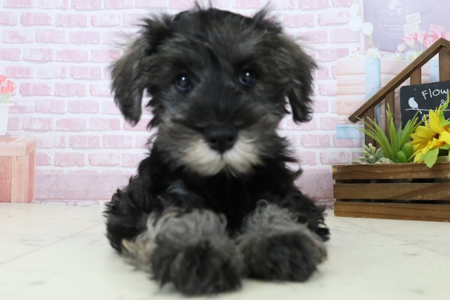 山口県のミニチュアシュナウザー (Coo&RIKUサンパークあじす店/2025年10月29日生まれ/男の子/ブラックシルバー)の子犬の1枚目の画像