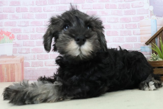 山口県のミニチュアシュナウザー (Coo&RIKUサンパークあじす店/2025年10月29日生まれ/男の子/ブラックシルバー)の子犬の3枚目の画像