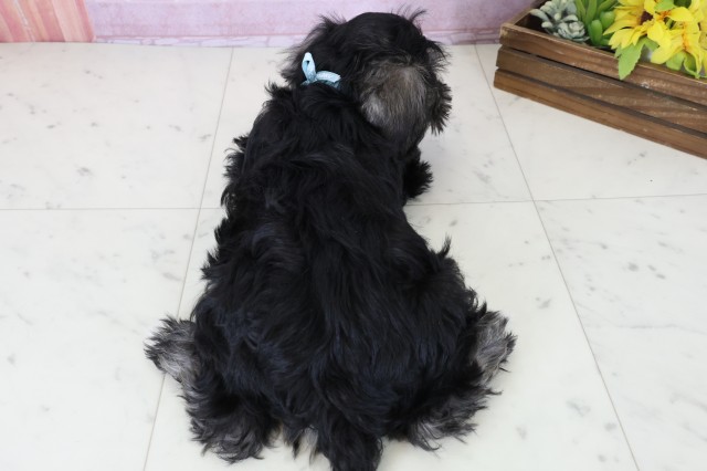 山口県のミニチュアシュナウザー (Coo&RIKUサンパークあじす店/2025年10月29日生まれ/男の子/ブラックシルバー)の子犬の4枚目の画像