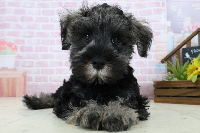 広島県のミニチュアシュナウザー (Coo&RIKU東広島店/2025年10月29日生まれ/男の子/ブラックシルバー)の子犬の1枚目の画像