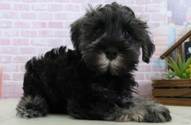 広島県のミニチュアシュナウザー (Coo&RIKU東広島店/2025年10月29日生まれ/男の子/ブラックシルバー)の子犬の2枚目の画像