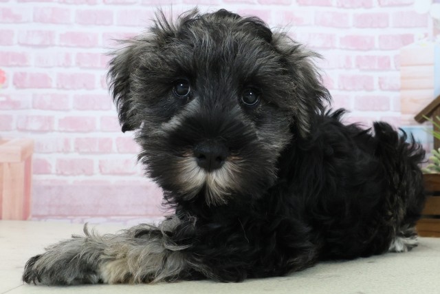 広島県のミニチュアシュナウザー (Coo&RIKU東広島店/2025年10月29日生まれ/男の子/ブラックシルバー)の子犬の3枚目の画像