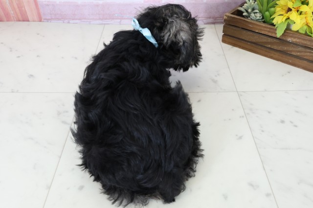 広島県のミニチュアシュナウザー (Coo&RIKU東広島店/2025年10月29日生まれ/男の子/ブラックシルバー)の子犬の4枚目の画像