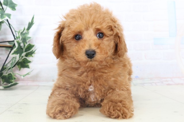 山口県のトイプードル(トイ) (Coo&RIKUサンパークあじす店/2025年11月3日生まれ/男の子/アプリコット)の子犬の1枚目の画像