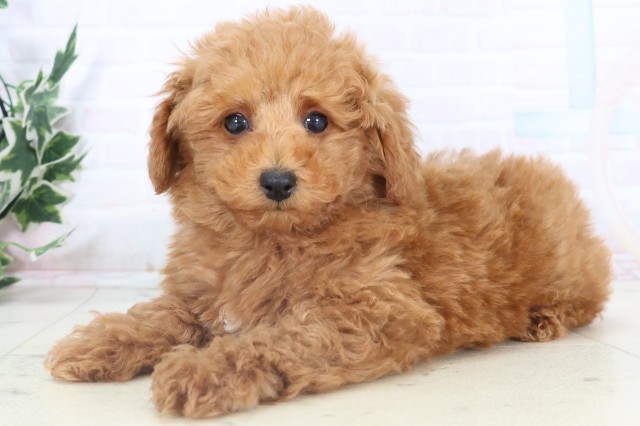 山口県のトイプードル(トイ) (Coo&RIKUサンパークあじす店/2025年11月3日生まれ/男の子/アプリコット)の子犬の3枚目の画像