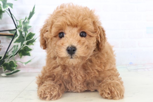 島根県のトイプードル(トイ) (Coo&RIKU出雲店/2025年11月3日生まれ/女の子/アプリコット)の子犬の1枚目の画像