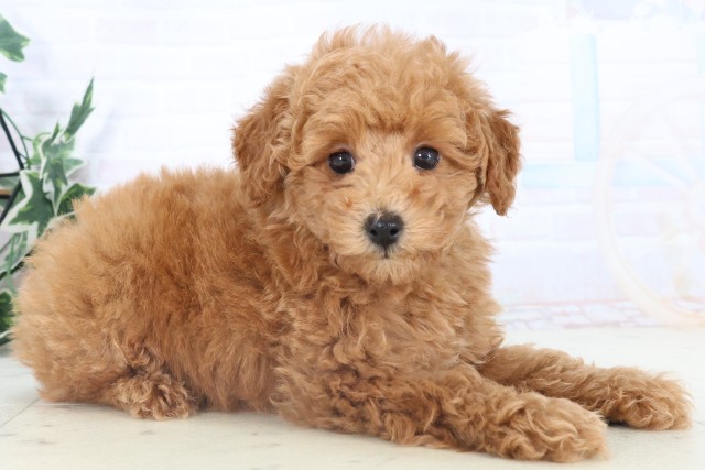 島根県のトイプードル(トイ) (Coo&RIKU出雲店/2025年11月3日生まれ/女の子/アプリコット)の子犬の2枚目の画像