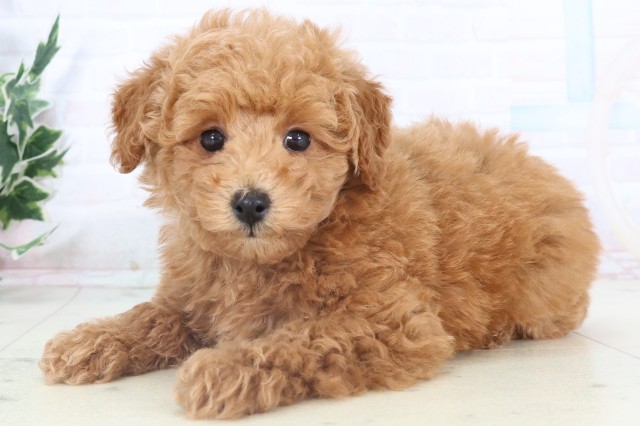 島根県のトイプードル(トイ) (Coo&RIKU出雲店/2025年11月3日生まれ/女の子/アプリコット)の子犬の3枚目の画像