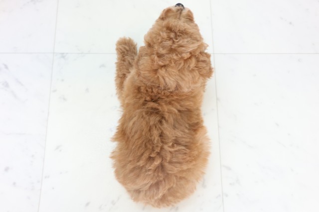 島根県のトイプードル(トイ) (Coo&RIKU出雲店/2025年11月3日生まれ/女の子/アプリコット)の子犬の4枚目の画像