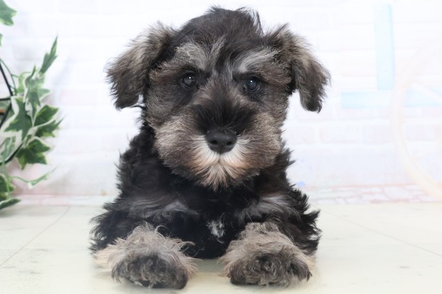 高知県のミニチュアシュナウザー (Coo&RIKUのいち店/2025年11月4日生まれ/男の子/ソルトペッパー)の子犬の1枚目の画像