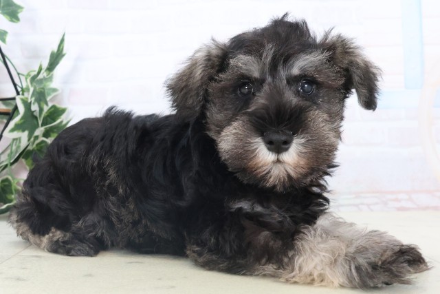高知県のミニチュアシュナウザー (Coo&RIKUのいち店/2025年11月4日生まれ/男の子/ソルトペッパー)の子犬の2枚目の画像