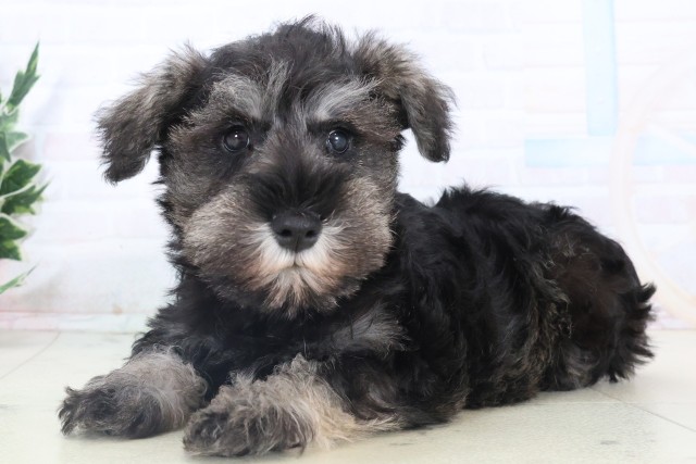 高知県のミニチュアシュナウザー (Coo&RIKUのいち店/2025年11月4日生まれ/男の子/ソルトペッパー)の子犬の3枚目の画像