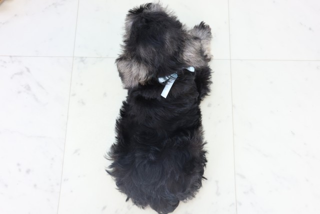 高知県のミニチュアシュナウザー (Coo&RIKUのいち店/2025年11月4日生まれ/男の子/ソルトペッパー)の子犬の4枚目の画像