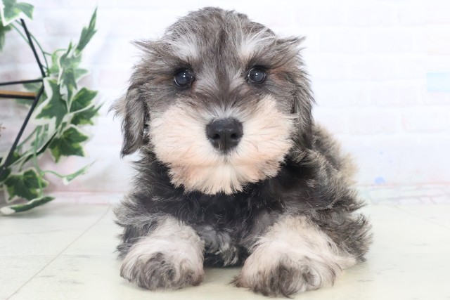 熊本県のミニチュアシュナウザー (Coo&RIKU熊本店/2025年11月4日生まれ/男の子/ソルトペッパー)の子犬の1枚目の画像