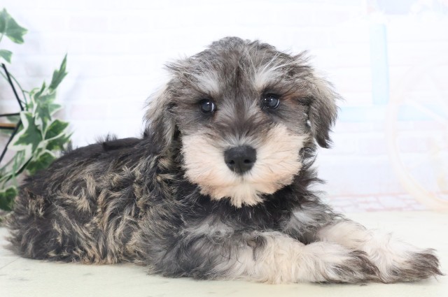 熊本県のミニチュアシュナウザー (Coo&RIKU熊本店/2025年11月4日生まれ/男の子/ソルトペッパー)の子犬の2枚目の画像