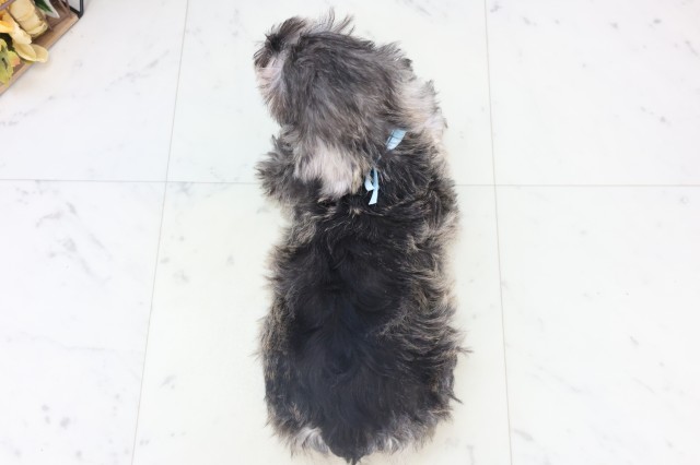 熊本県のミニチュアシュナウザー (Coo&RIKU熊本店/2025年11月4日生まれ/男の子/ソルトペッパー)の子犬の4枚目の画像