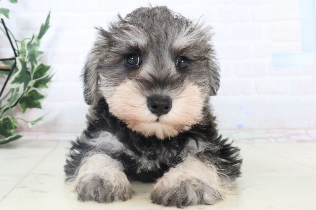 広島県のミニチュアシュナウザー (Coo&RIKUゆめタウン大竹店/2025年11月4日生まれ/女の子/ソルトペッパー)の子犬の1枚目の画像