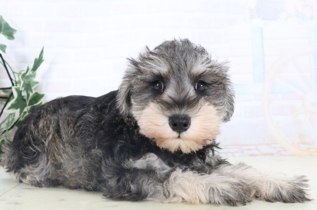 広島県のミニチュアシュナウザー (Coo&RIKUゆめタウン大竹店/2025年11月4日生まれ/女の子/ソルトペッパー)の子犬の2枚目の画像