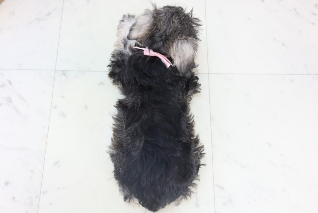 広島県のミニチュアシュナウザー (Coo&RIKUゆめタウン大竹店/2025年11月4日生まれ/女の子/ソルトペッパー)の子犬の4枚目の画像
