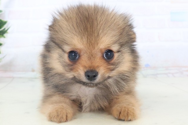 福岡県のポメチワ/チワポメ/ポメチー(ポメラニアン×チワワ) (Coo&RIKUゆめタウン飯塚店/2025年11月5日生まれ/男の子/オレンジセーブル)の子犬