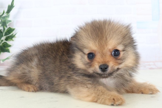 福岡県のポメチワ/チワポメ/ポメチー(ポメラニアン×チワワ) (Coo&RIKUゆめタウン飯塚店/2025年11月5日生まれ/男の子/オレンジセーブル)の子犬の2枚目の画像