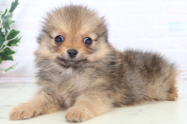 福岡県のポメチワ/チワポメ/ポメチー(ポメラニアン×チワワ) (Coo&RIKUゆめタウン飯塚店/2025年11月5日生まれ/男の子/オレンジセーブル)の子犬の3枚目の画像