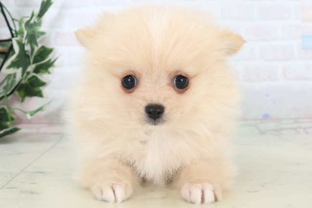 福岡県のポメチワ/チワポメ/ポメチー(ポメラニアン×チワワ) (Coo&RIKU行橋店/2025年11月5日生まれ/女の子/クリーム)の子犬の1枚目の画像