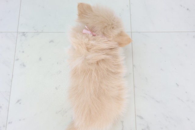 福岡県のポメチワ/チワポメ/ポメチー(ポメラニアン×チワワ) (Coo&RIKU行橋店/2025年11月5日生まれ/女の子/クリーム)の子犬の4枚目の画像