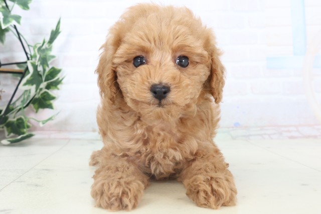 広島県のトイプードル(トイ) (Coo&RIKU広島中央店/2025年11月5日生まれ/男の子/アプリコット)の子犬の1枚目の画像