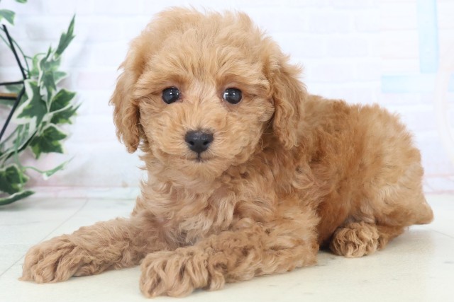 広島県のトイプードル(トイ) (Coo&RIKU広島中央店/2025年11月5日生まれ/男の子/アプリコット)の子犬の3枚目の画像
