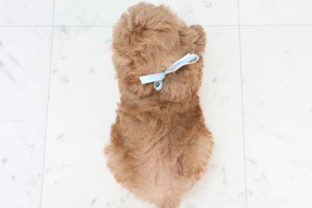 広島県のトイプードル(トイ) (Coo&RIKU広島中央店/2025年11月5日生まれ/男の子/アプリコット)の子犬の4枚目の画像