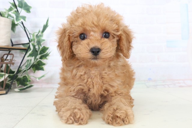 福岡県のトイプードル(トイ) (Coo&RIKU小倉店/2025年11月5日生まれ/女の子/アプリコット)の子犬の1枚目の画像
