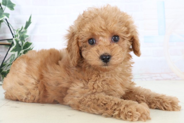 福岡県のトイプードル(トイ) (Coo&RIKU小倉店/2025年11月5日生まれ/女の子/アプリコット)の子犬の2枚目の画像